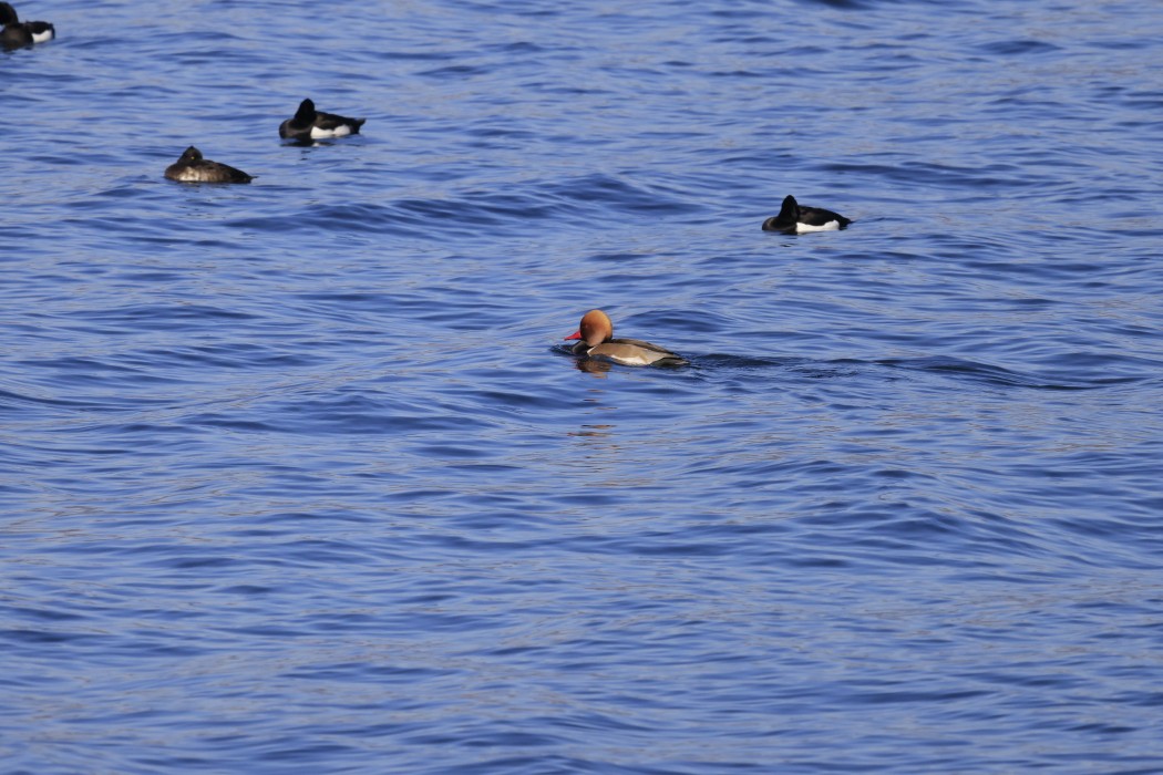 Red-crested Pochard