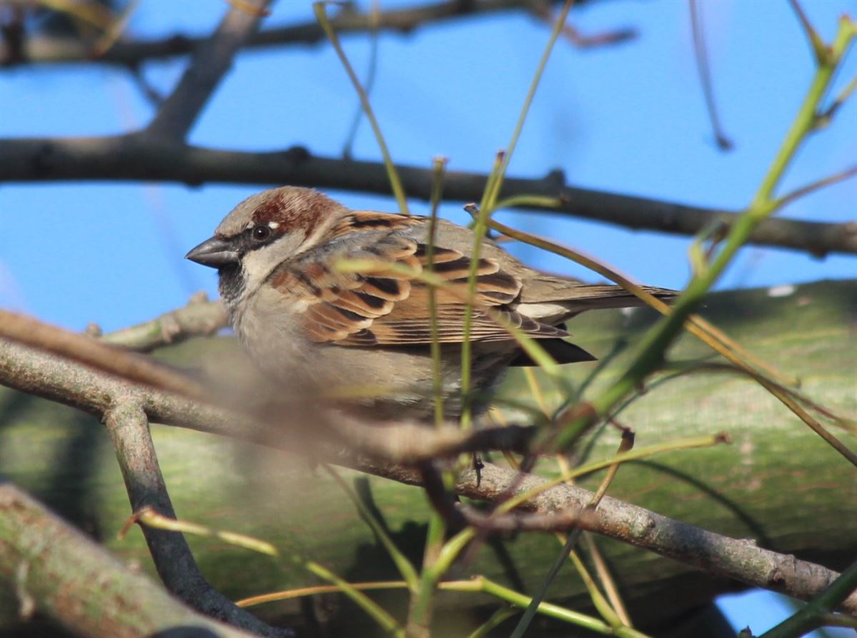 House Sparrow
