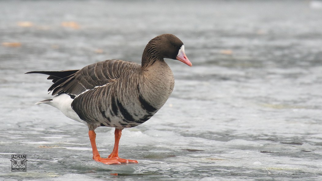 Greater White-fronted Goose