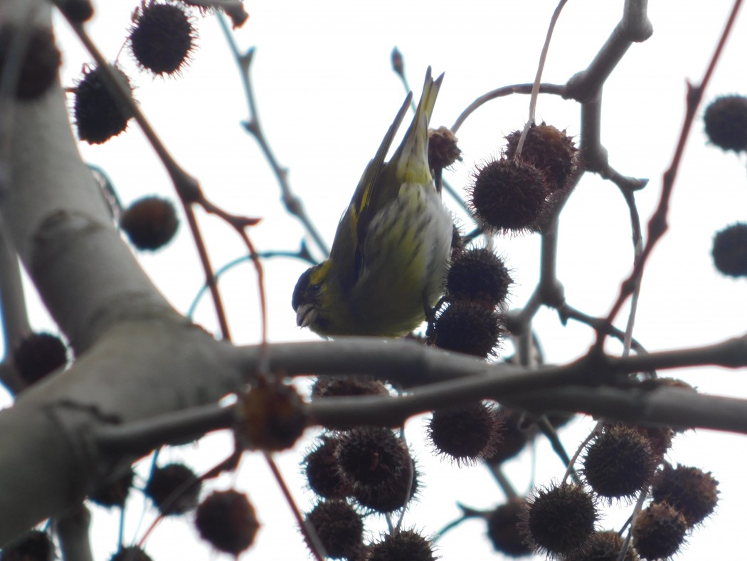 Eurasian Siskin