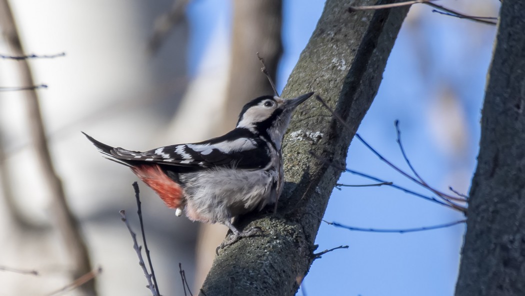 Syrian Woodpecker