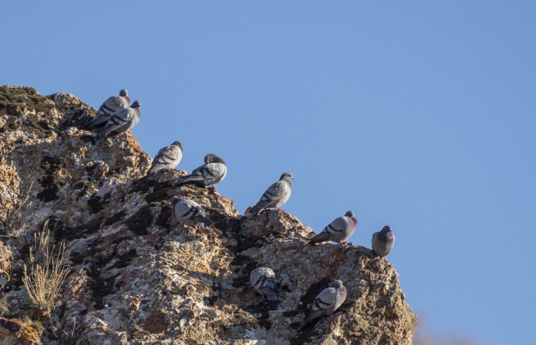 Rock Dove