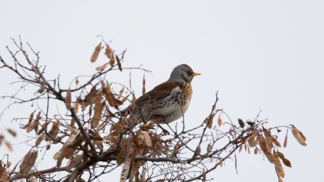 Fieldfare