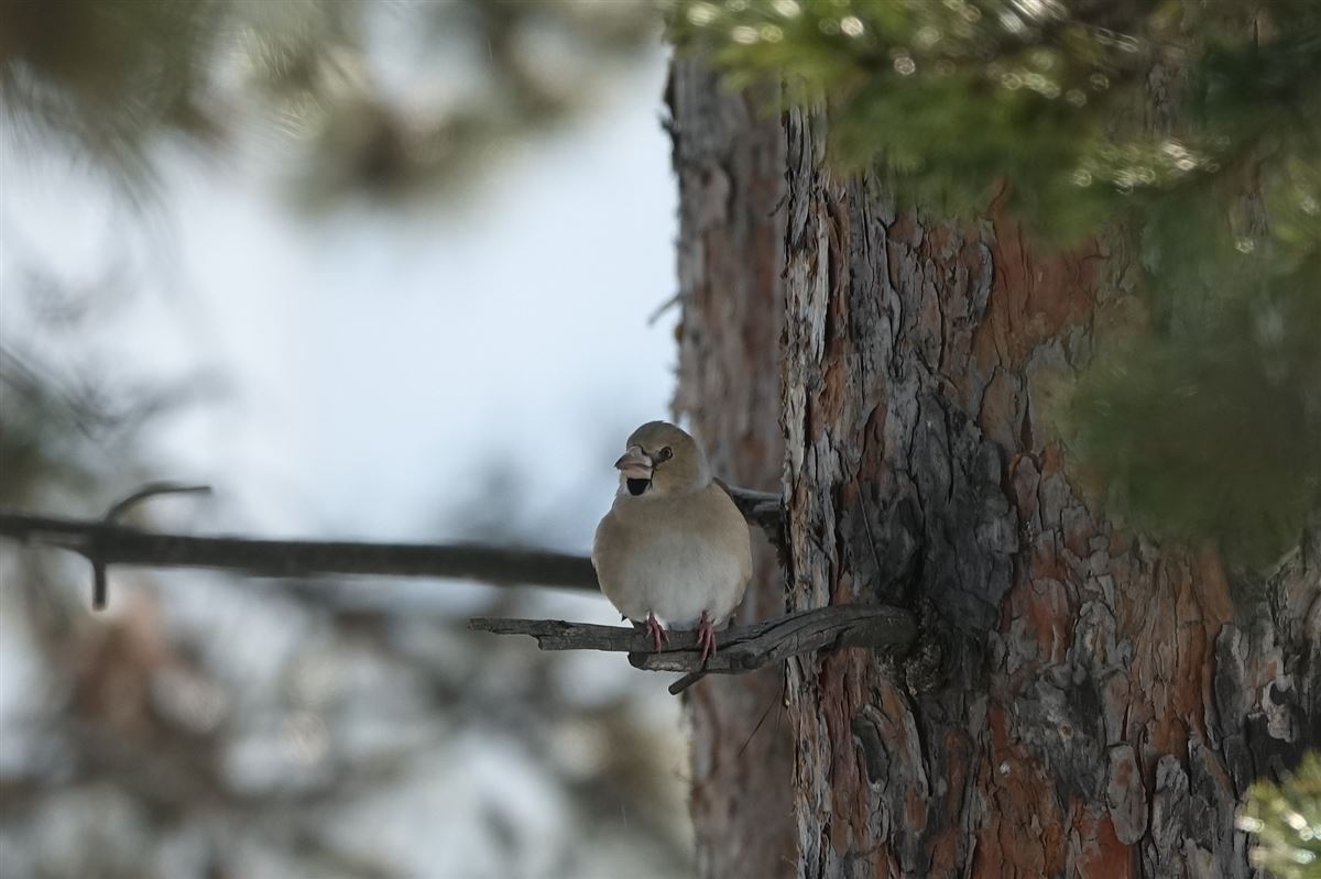 Hawfinch