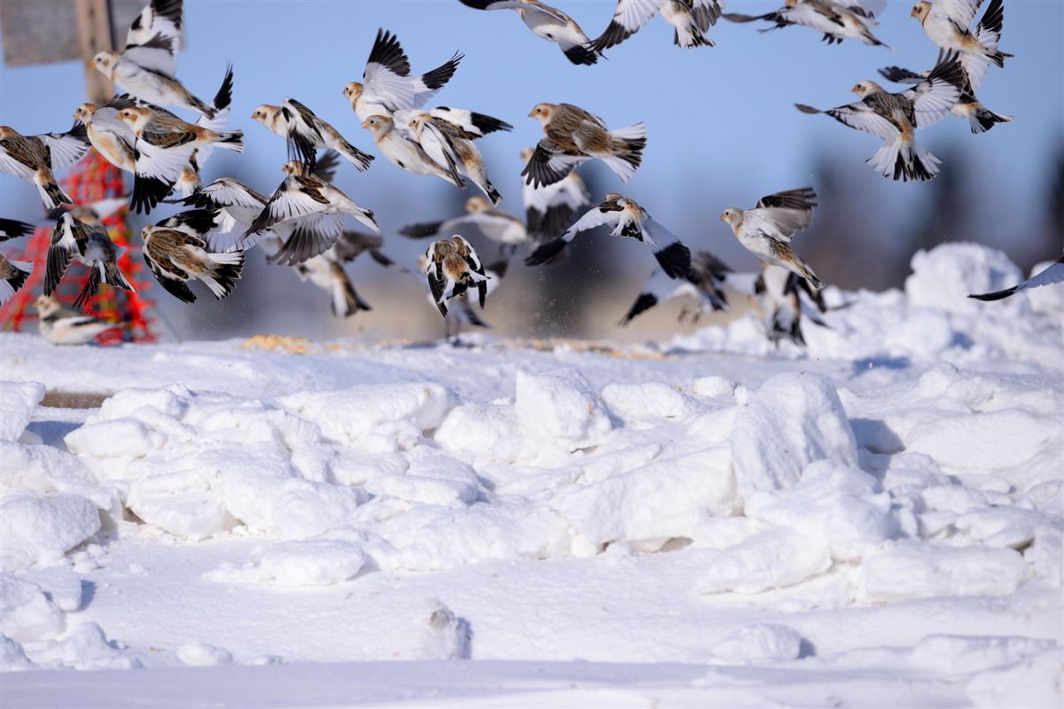 Snow Bunting
