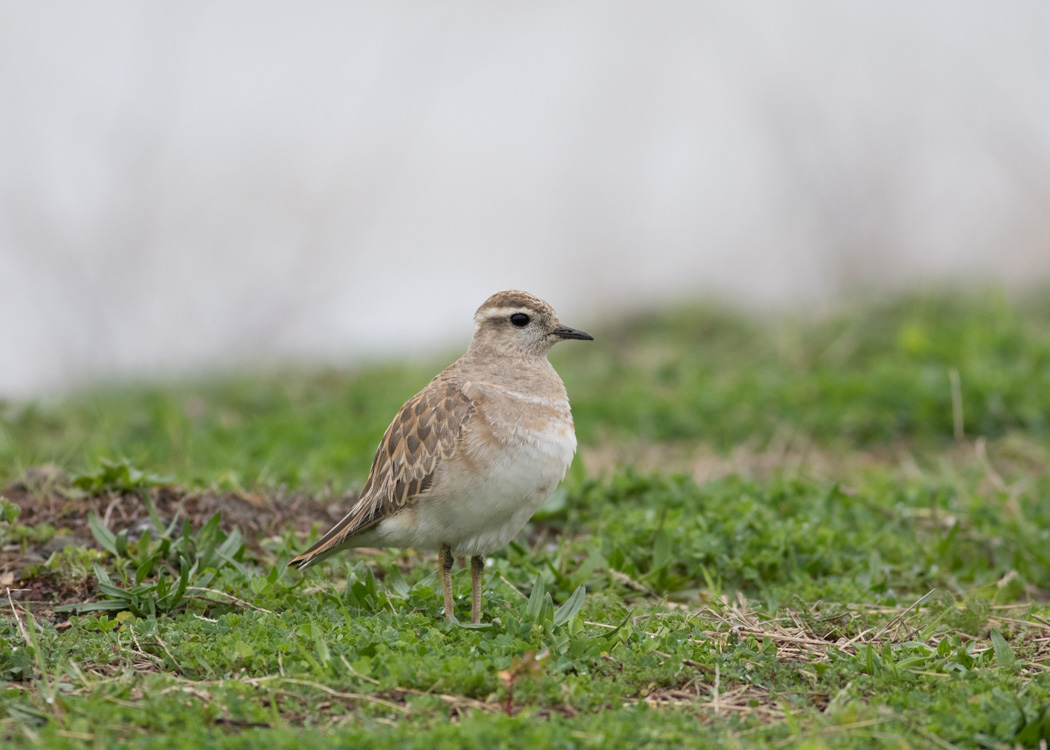 Eurasian Dotterel