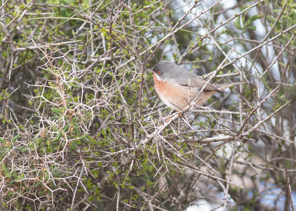 Subalpine Warbler
