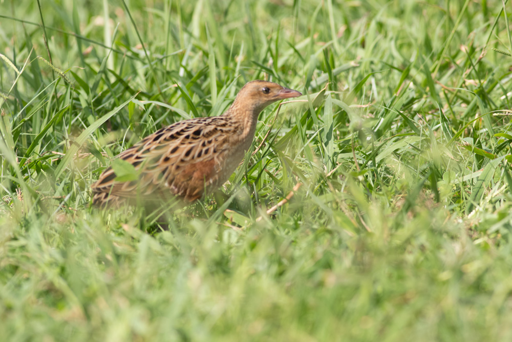 Corn Crake