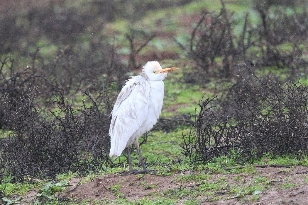 Western Cattle Egret