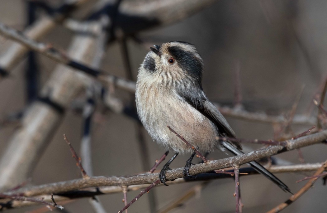 Long-tailed Tit