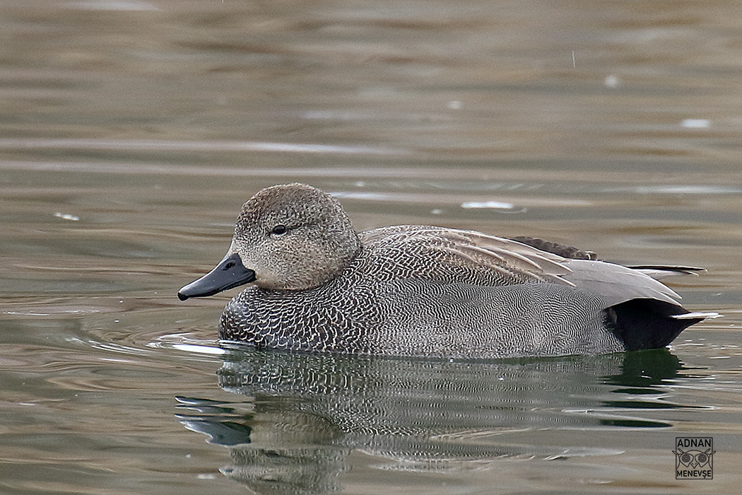 Gadwall