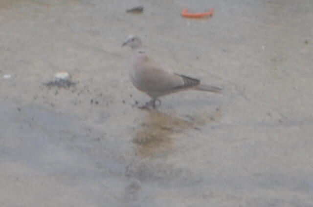 Eurasian Collared Dove