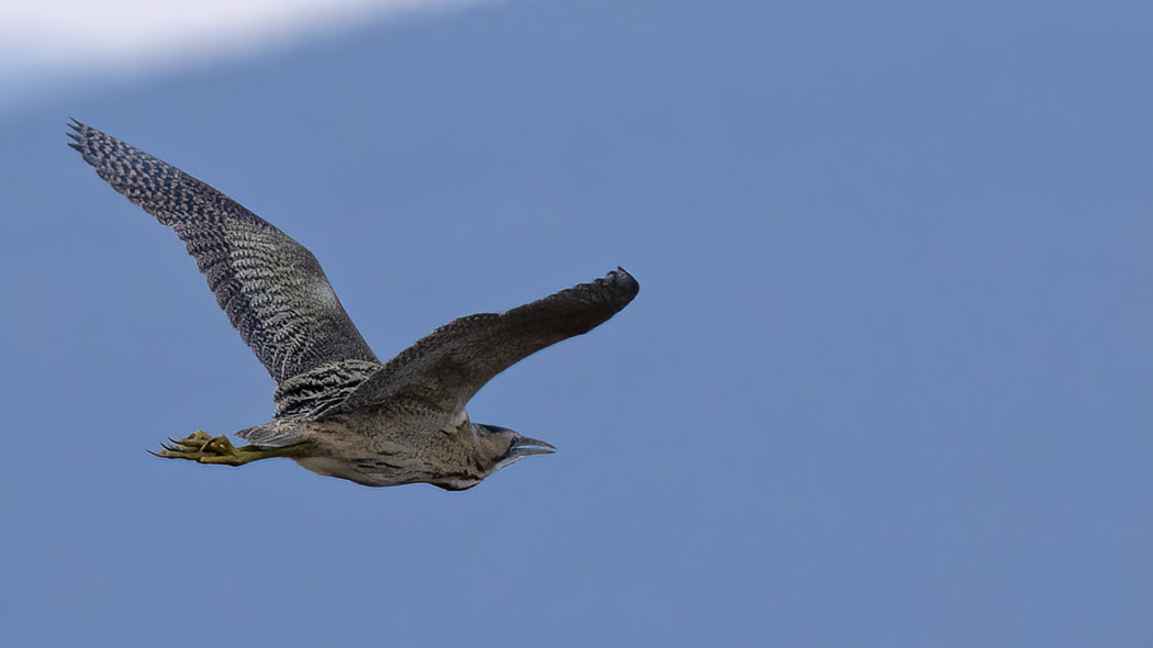 Eurasian Bittern