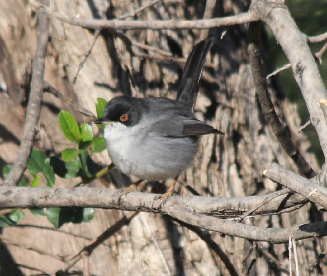 Sardinian Warbler