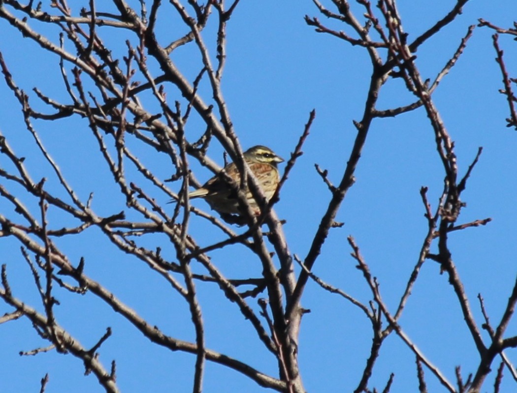 Cirl Bunting
