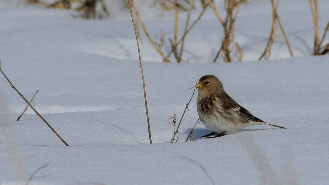 Twite