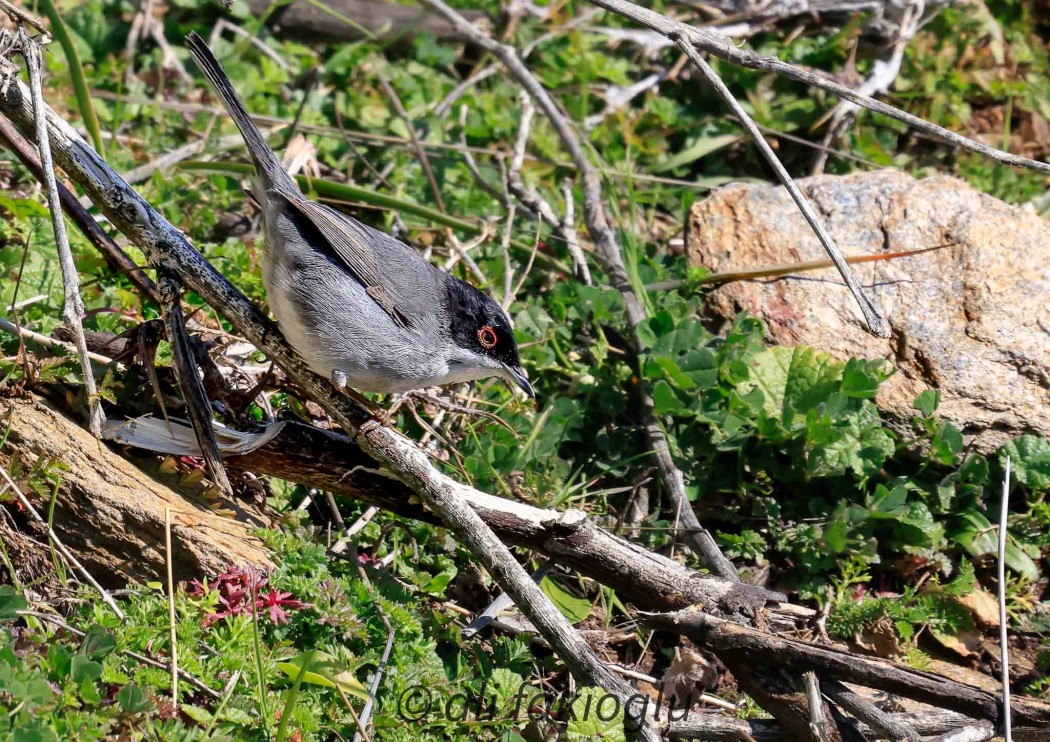 Sardinian Warbler