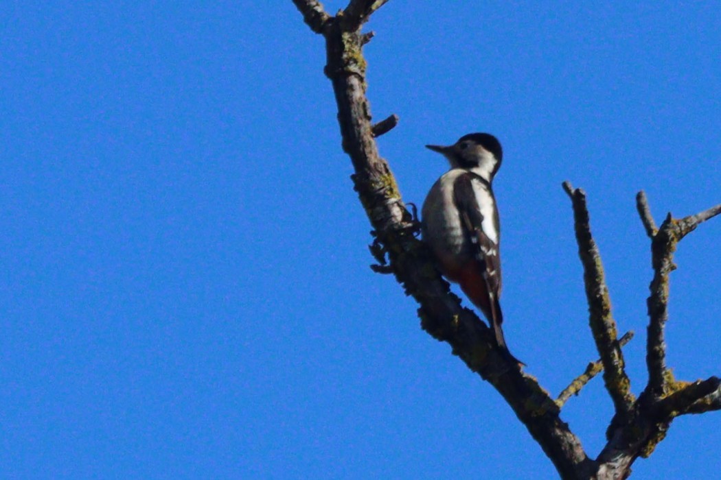 Syrian Woodpecker