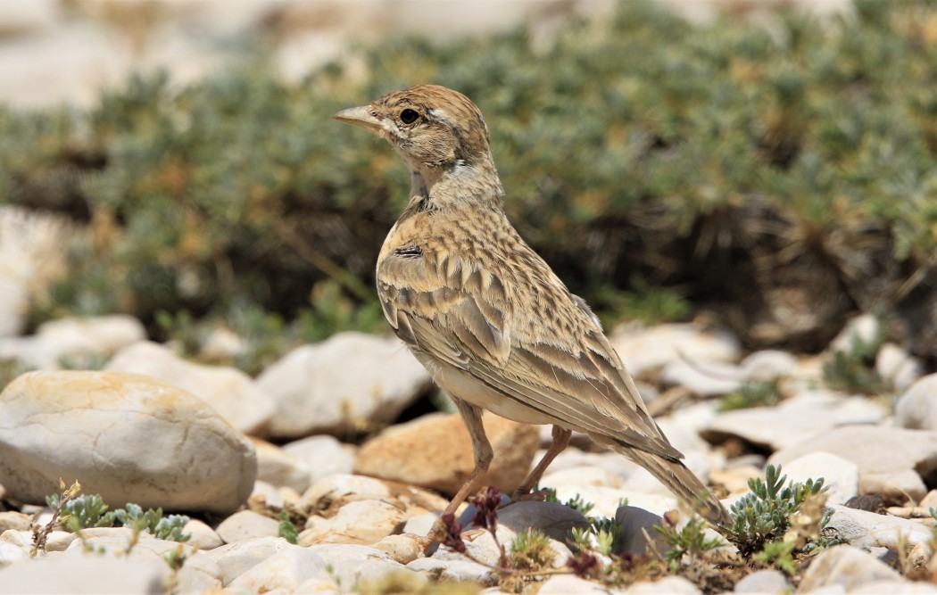 Greater Short-toed Lark