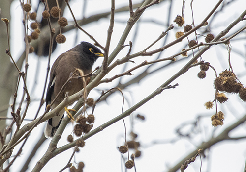 Common Myna