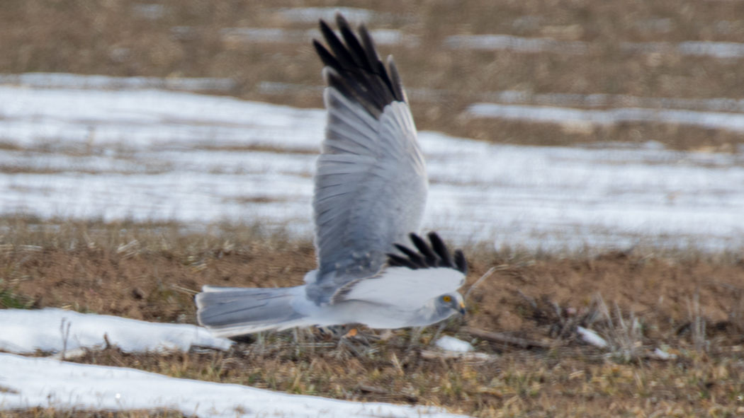 Hen Harrier