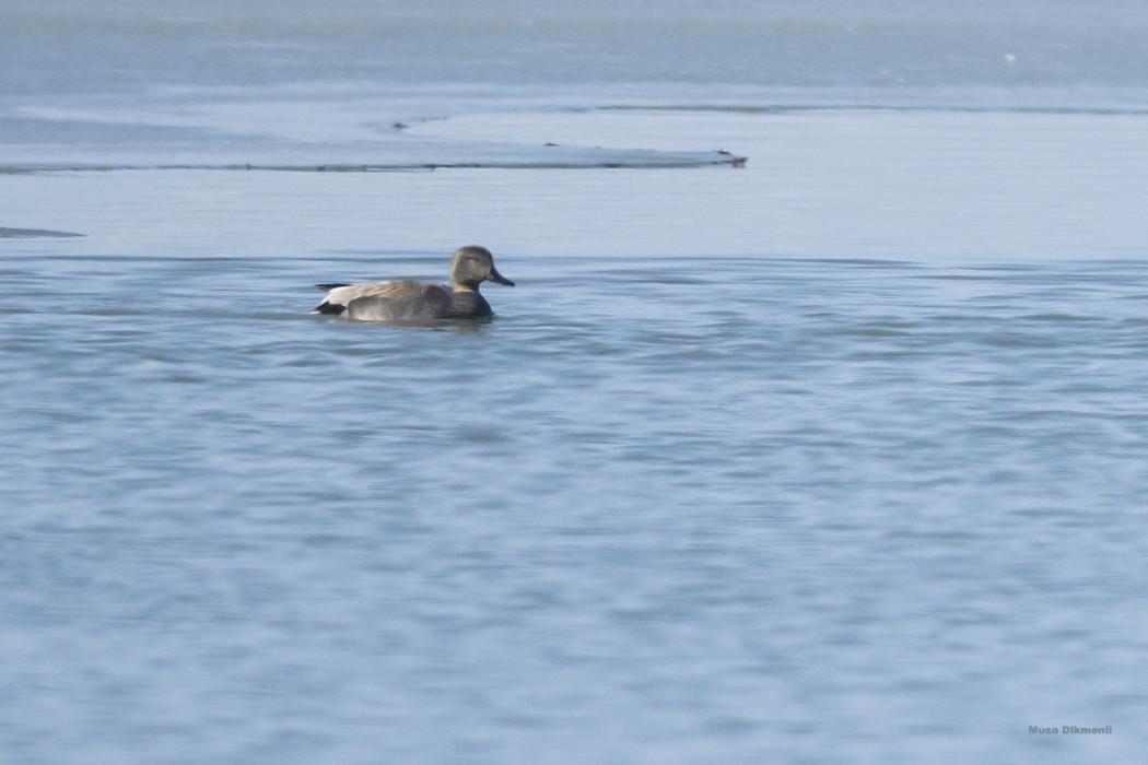 Gadwall