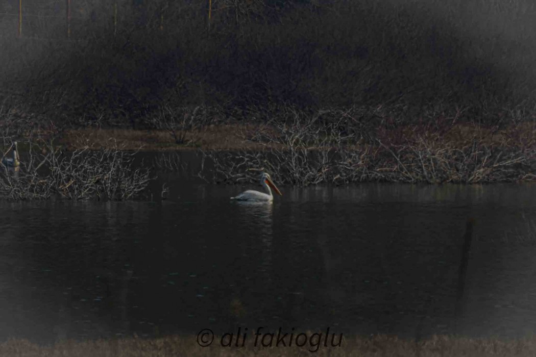 Dalmatian Pelican