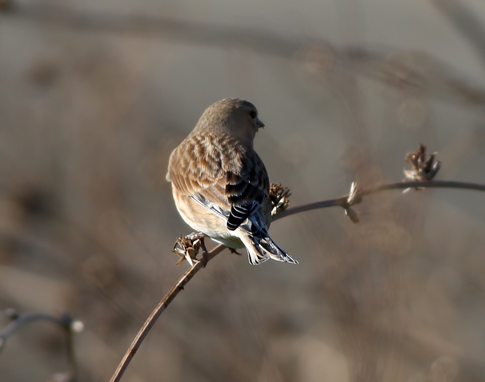 Common Linnet