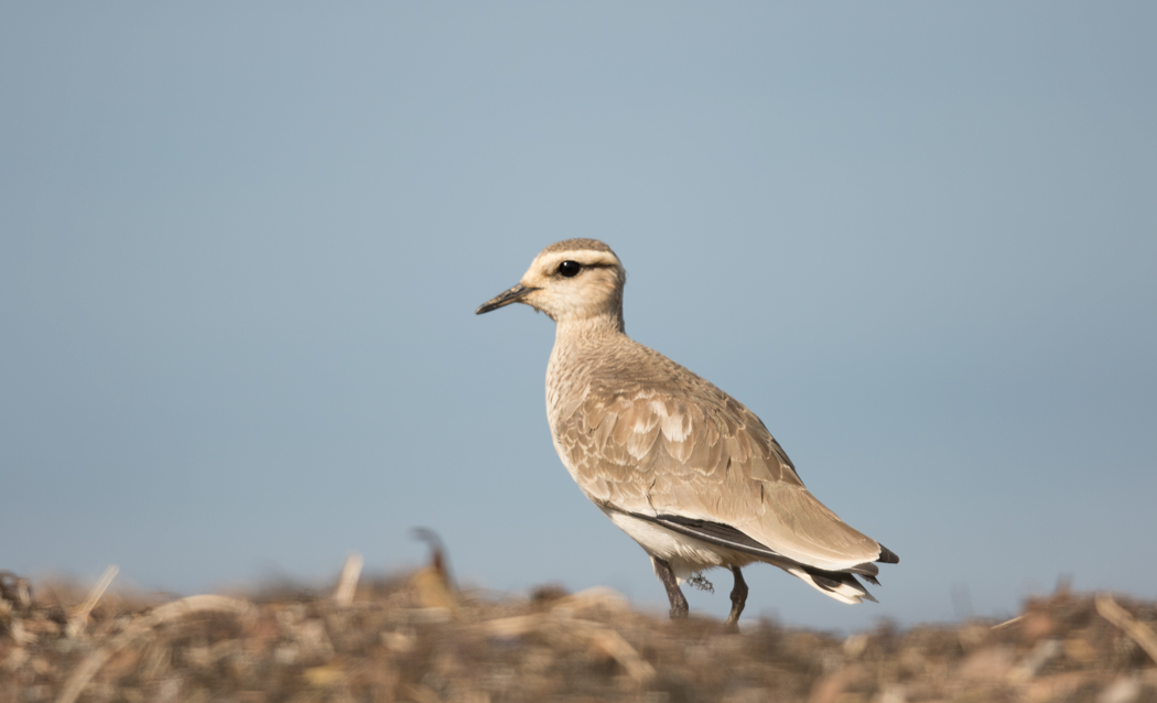 Sociable Lapwing
