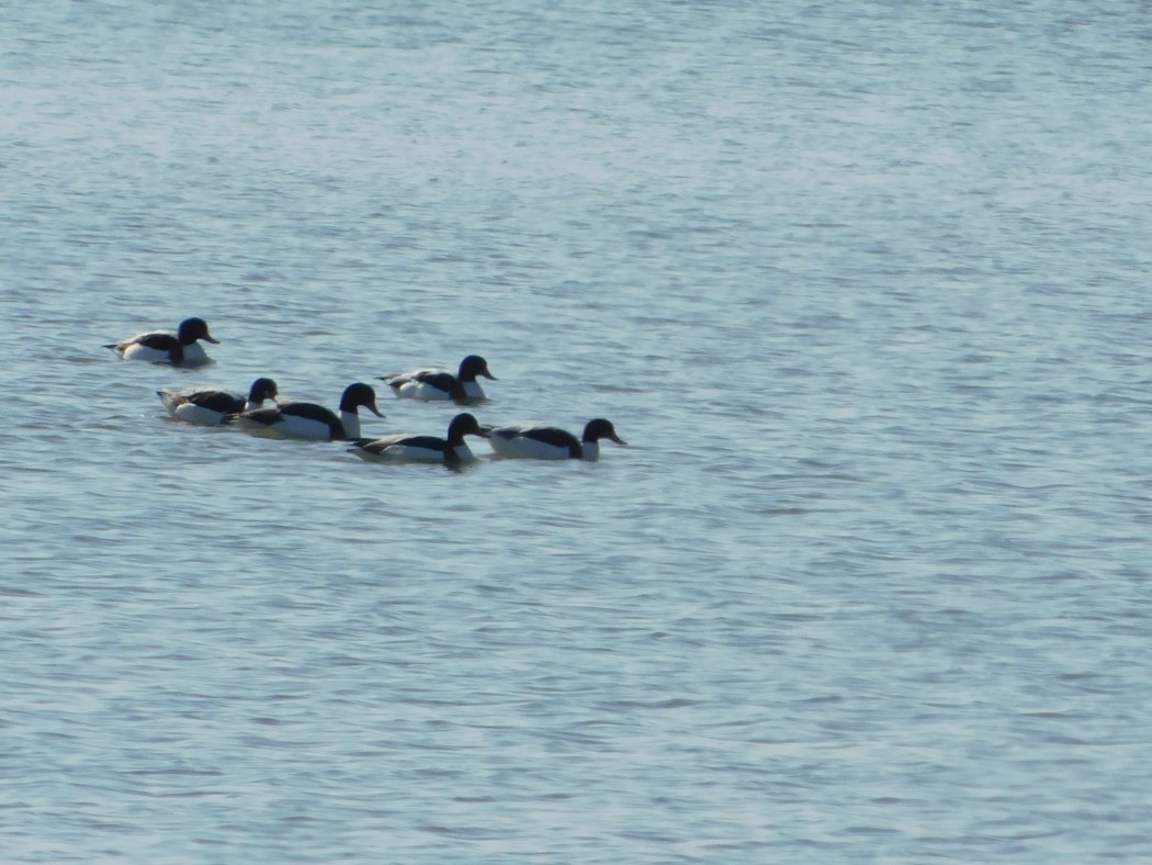 Common Shelduck