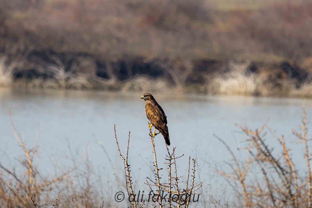 Common Buzzard