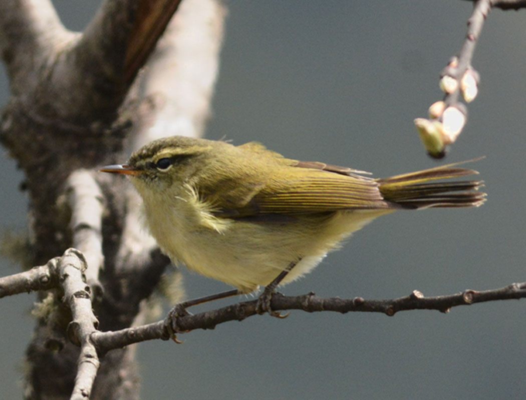 Greenish Warbler