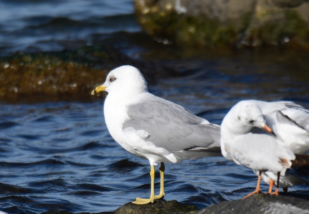 Common Gull