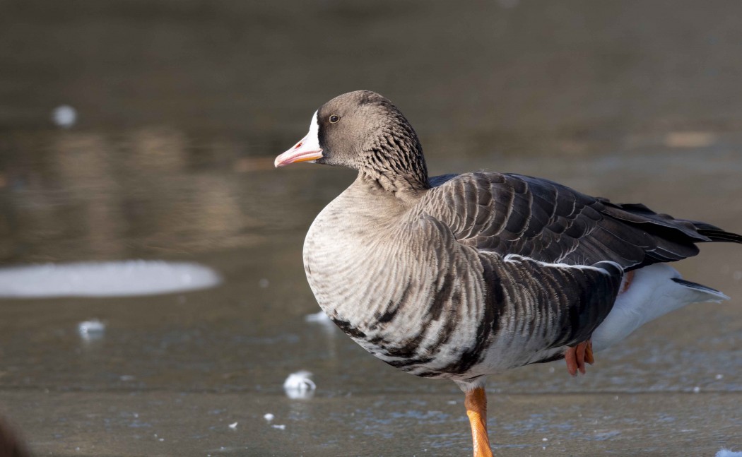Greater White-fronted Goose