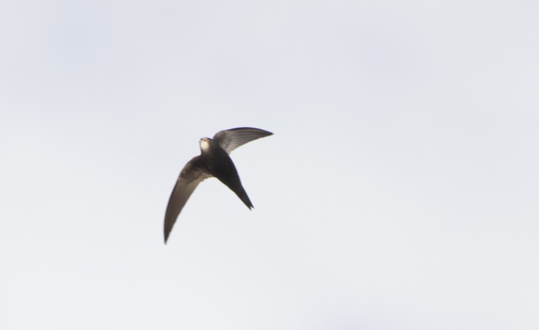 Pallid Swift