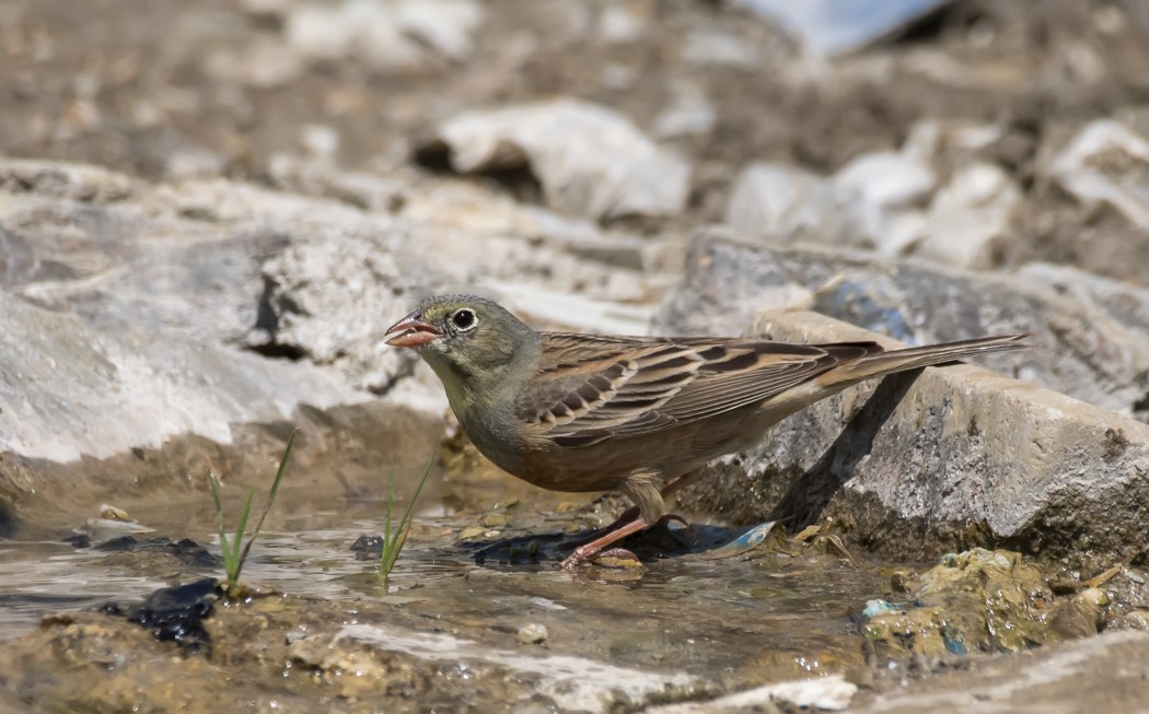 Ortolan Bunting