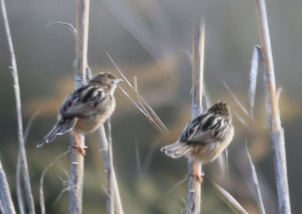 Zitting Cisticola