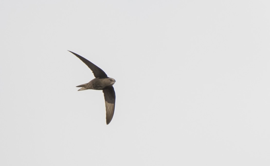 Pallid Swift