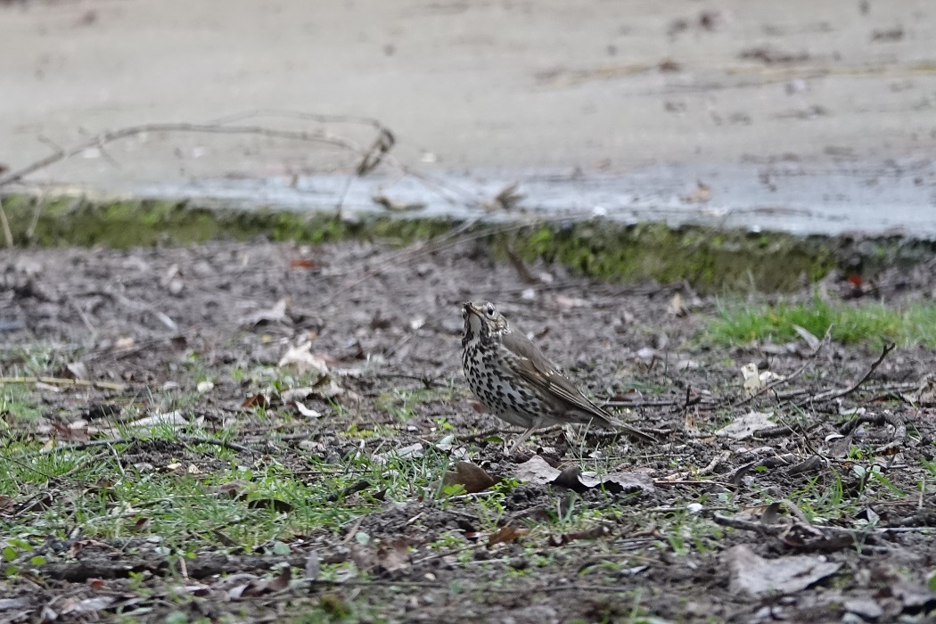 Song Thrush
