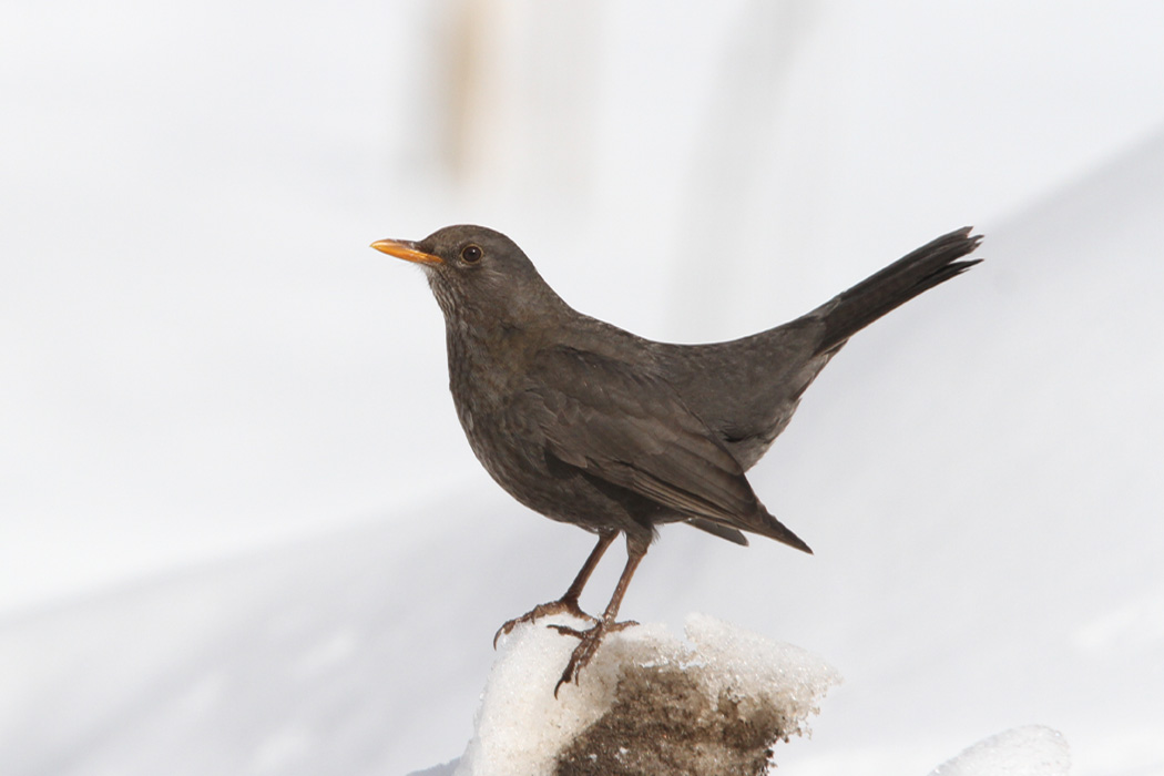 Common Blackbird