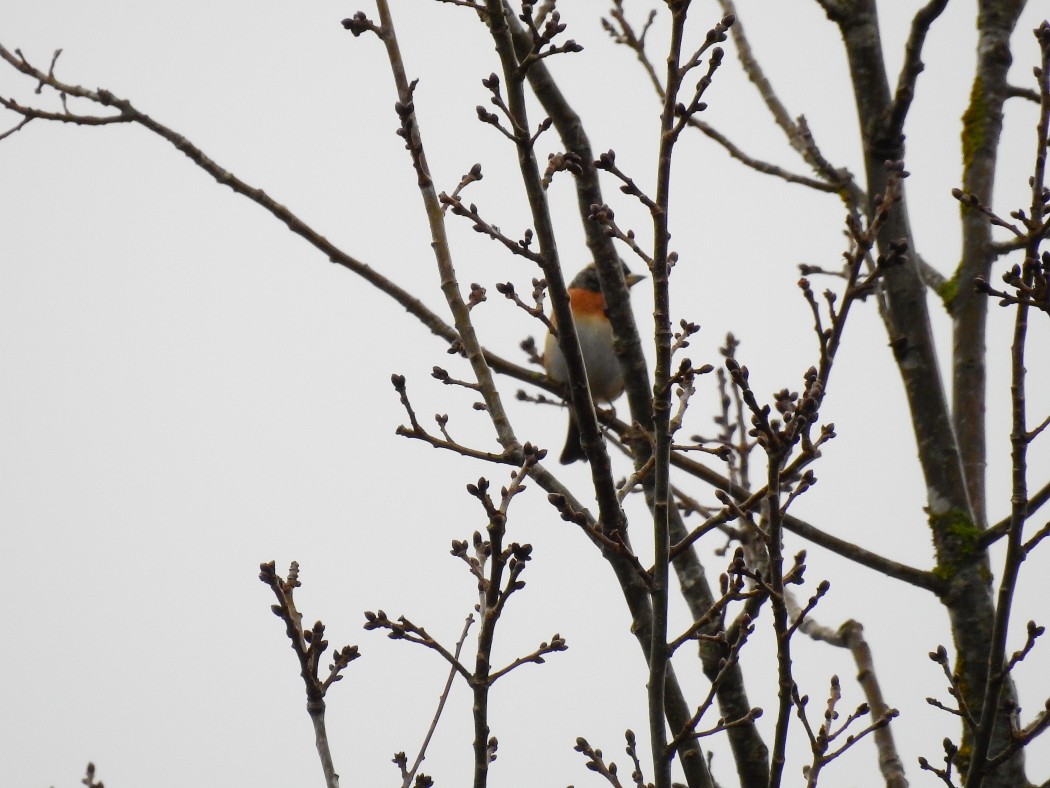 Brambling