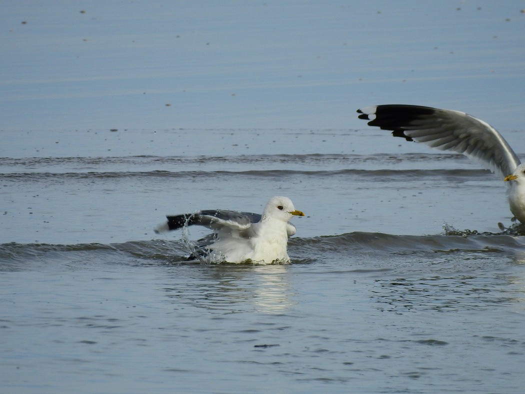 Common Gull