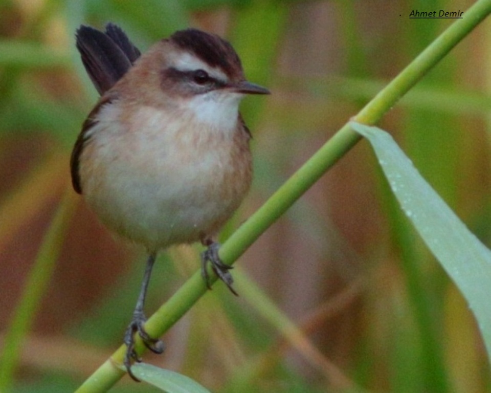 Moustached Warbler
