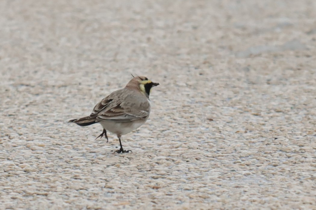 Horned Lark