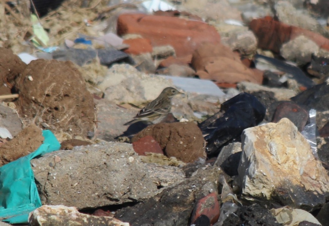 Water Pipit