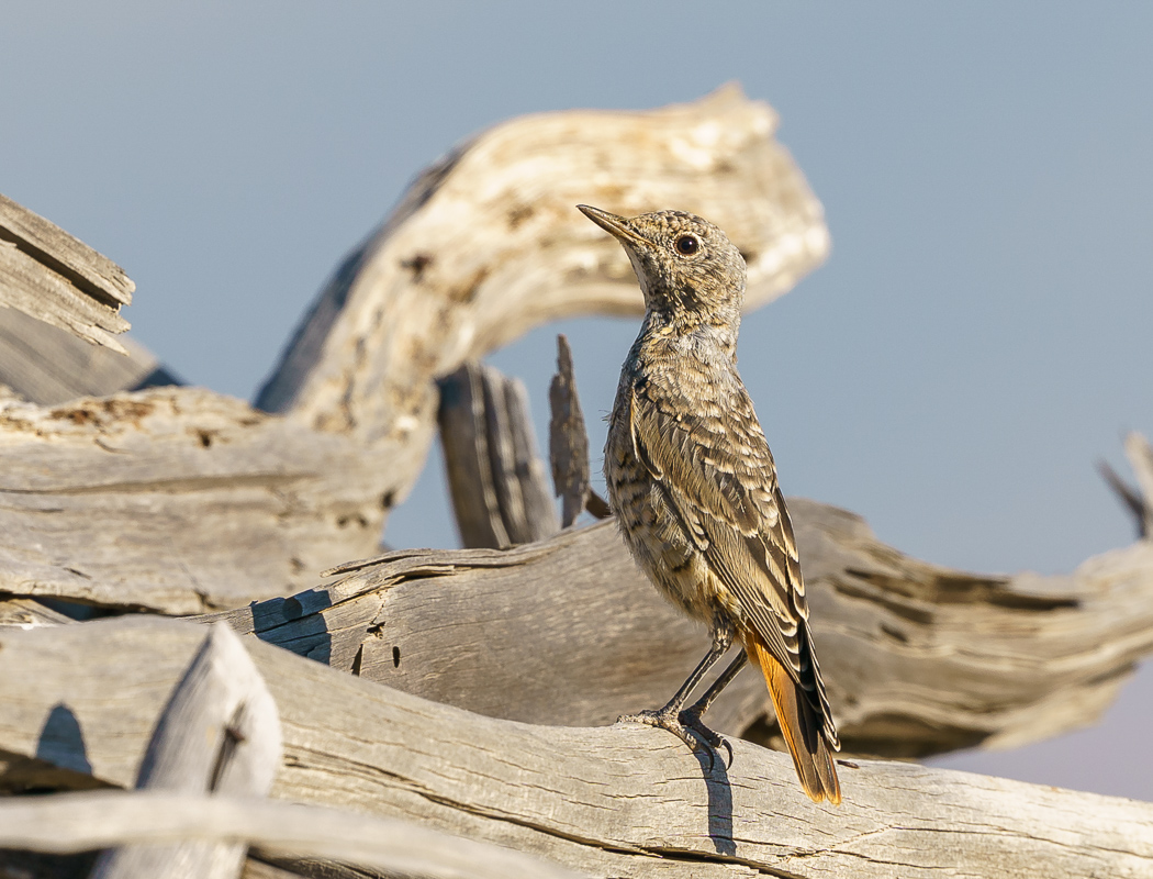 Common Rock Thrush