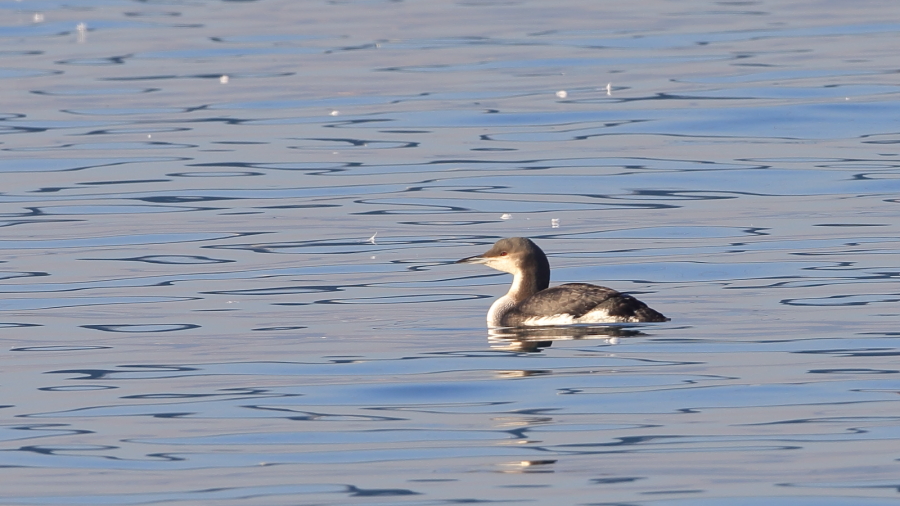 Black-throated Loon