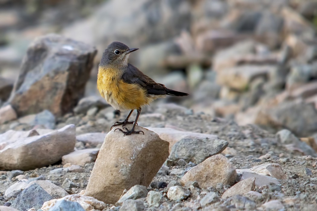 White-throated Robin