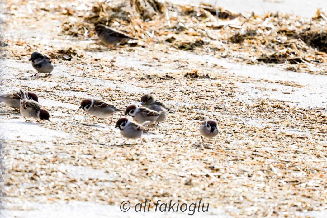 Eurasian Tree Sparrow