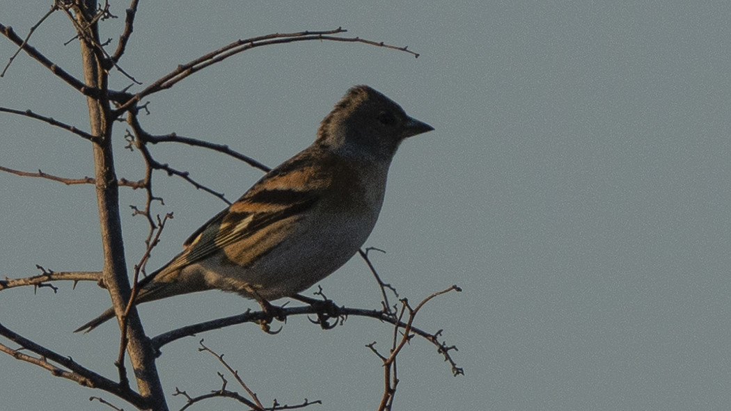 Brambling